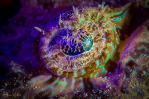 Fluoro flash + red, orange, yellow Luminance fill from Ga... by Steven Miller 